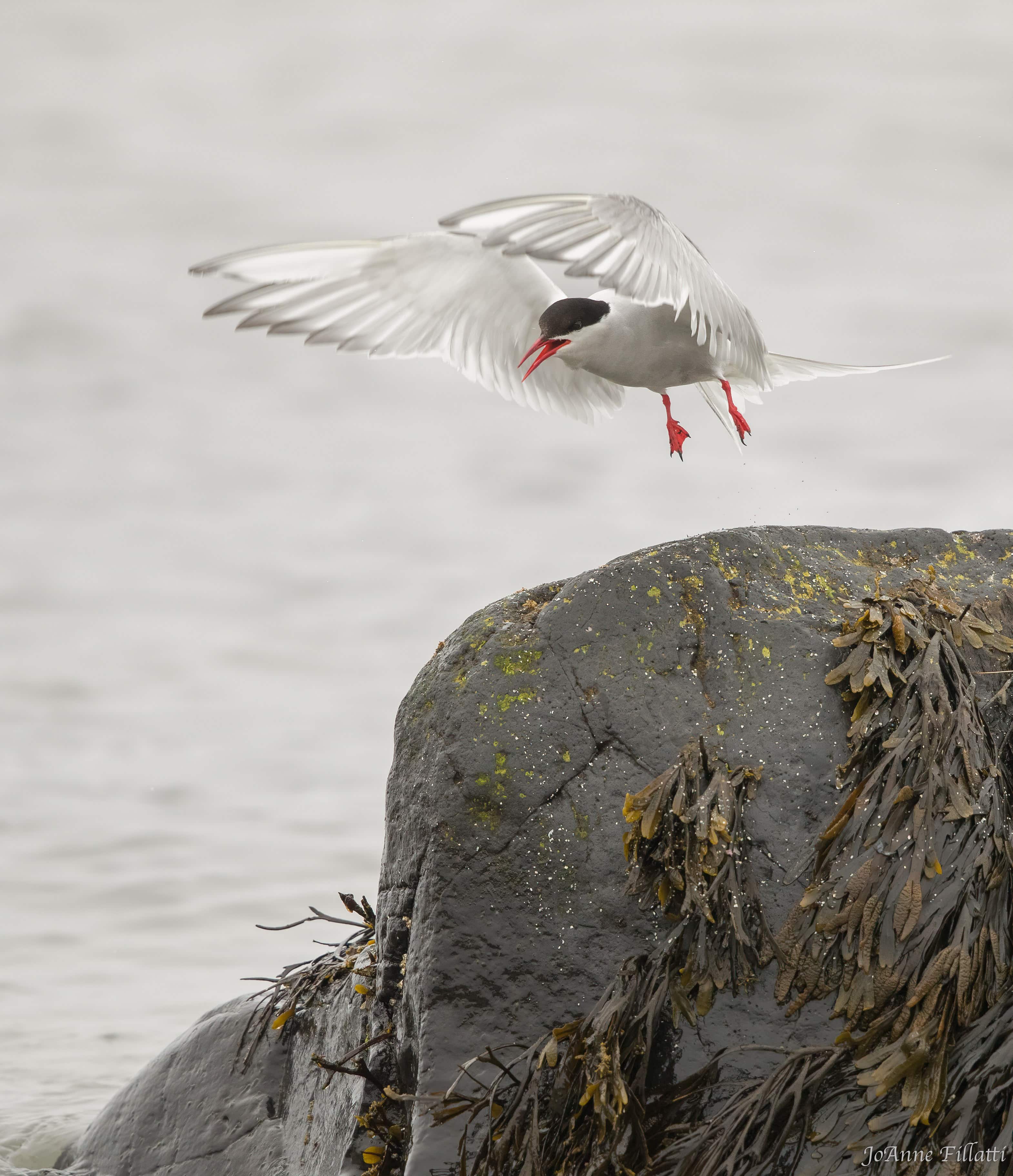 bird of iceland image 18